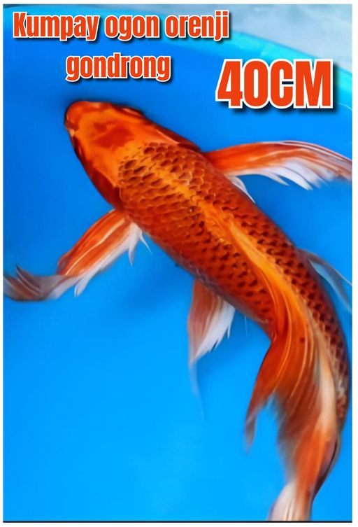 Lelang Koi Online, Jual Beli Ikan Koi, Pusat Jual Beli Koi, Info Lelang Koi Hari Ini, Platform Jual Beli Koi, Jual Beli Ikan Koi Online, Marketplace Ikan Koi, Jual Koi Terbaik, Tempat Beli Koi Berkualitas, Pasar Ikan Koi Online Terpercaya, Penjual Ikan Koi Terpercaya, Beli Koi Hias Online, Ikan Koi untuk Dijual, Koi Kualitas Terbaik, Toko Online Ikan Koi, Koi Hias Untuk Dijual, Jual Beli Ikan Koi Lokal, Koi Indonesia Online, Pusat Jual Beli Koi Terbesar