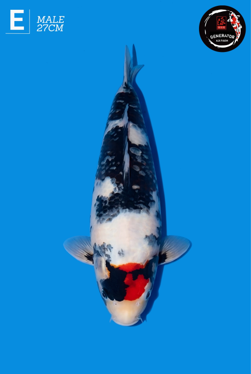 Ikan Koi TANCHO SHOWA 27cm, lelang koi TANCHO SHOWA 27cm, jual koi TANCHO SHOWA 27cm, beli koi TANCHO SHOWA 27cm, Lelang Koi Online, Jual Beli Ikan Koi, Pusat Jual Beli Koi, Info Lelang Koi Hari Ini, Platform Jual Beli Koi, Jual Beli Ikan Koi Online, Marketplace Ikan Koi, Jual Koi Terbaik, Tempat Beli Koi Berkualitas, Pasar Ikan Koi Online Terpercaya, Penjual Ikan Koi Terpercaya, Beli Koi Hias Online, Ikan Koi untuk Dijual, Koi Kualitas Terbaik, Toko Online Ikan Koi, Koi Hias Untuk Dijual, Jual Beli Ikan Koi Lokal, Koi Indonesia Online, Pusat Jual Beli Koi Terbesar