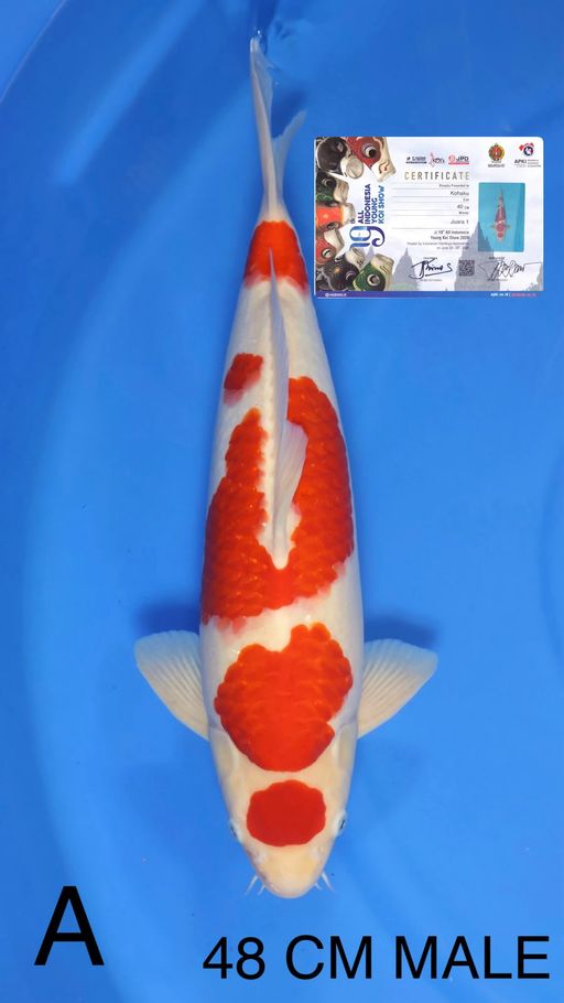 Ikan Koi KOHAKU MARUTEN SHOW QUALITY 48cm, lelang koi KOHAKU MARUTEN SHOW QUALITY 48cm, jual koi KOHAKU MARUTEN SHOW QUALITY 48cm, beli koi KOHAKU MARUTEN SHOW QUALITY 48cm, Lelang Koi Online, Jual Beli Ikan Koi, Pusat Jual Beli Koi, Info Lelang Koi Hari Ini, Platform Jual Beli Koi, Jual Beli Ikan Koi Online, Marketplace Ikan Koi, Jual Koi Terbaik, Tempat Beli Koi Berkualitas, Pasar Ikan Koi Online Terpercaya, Penjual Ikan Koi Terpercaya, Beli Koi Hias Online, Ikan Koi untuk Dijual, Koi Kualitas Terbaik, Toko Online Ikan Koi, Koi Hias Untuk Dijual, Jual Beli Ikan Koi Lokal, Koi Indonesia Online, Pusat Jual Beli Koi Terbesar