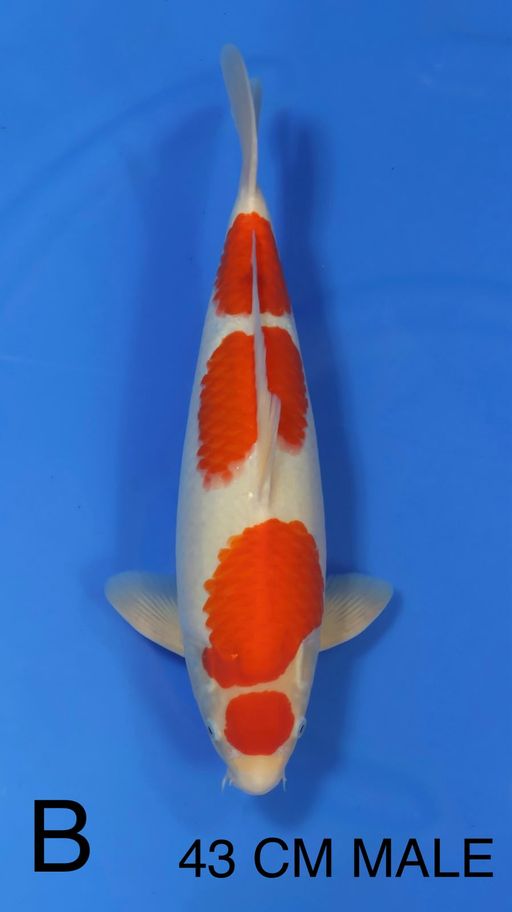 Lelang Koi Online, Jual Beli Ikan Koi, Pusat Jual Beli Koi, Info Lelang Koi Hari Ini, Platform Jual Beli Koi, Jual Beli Ikan Koi Online, Marketplace Ikan Koi, Jual Koi Terbaik, Tempat Beli Koi Berkualitas, Pasar Ikan Koi Online Terpercaya, Penjual Ikan Koi Terpercaya, Beli Koi Hias Online, Ikan Koi untuk Dijual, Koi Kualitas Terbaik, Toko Online Ikan Koi, Koi Hias Untuk Dijual, Jual Beli Ikan Koi Lokal, Koi Indonesia Online, Pusat Jual Beli Koi Terbesar