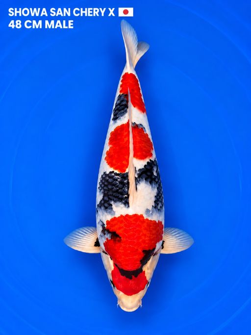 Lelang Koi Online, Jual Beli Ikan Koi, Pusat Jual Beli Koi, Info Lelang Koi Hari Ini, Platform Jual Beli Koi, Jual Beli Ikan Koi Online, Marketplace Ikan Koi, Jual Koi Terbaik, Tempat Beli Koi Berkualitas, Pasar Ikan Koi Online Terpercaya, Penjual Ikan Koi Terpercaya, Beli Koi Hias Online, Ikan Koi untuk Dijual, Koi Kualitas Terbaik, Toko Online Ikan Koi, Koi Hias Untuk Dijual, Jual Beli Ikan Koi Lokal, Koi Indonesia Online, Pusat Jual Beli Koi Terbesar