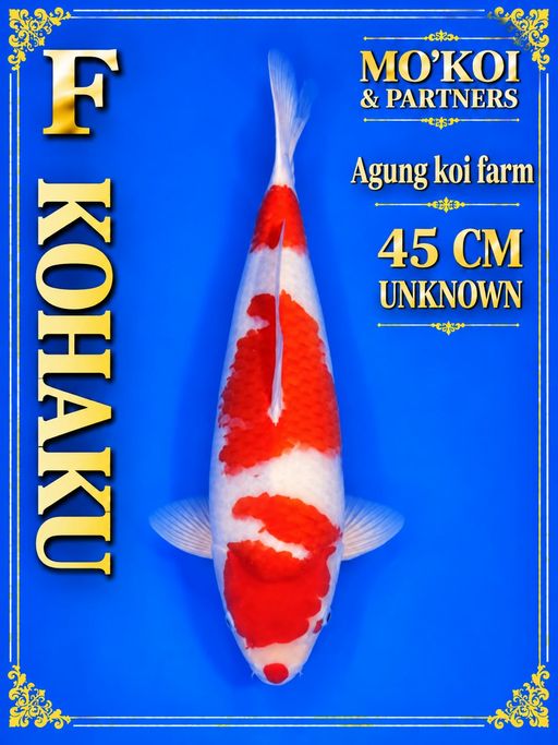 Lelang Koi Online, Jual Beli Ikan Koi, Pusat Jual Beli Koi, Info Lelang Koi Hari Ini, Platform Jual Beli Koi, Jual Beli Ikan Koi Online, Marketplace Ikan Koi, Jual Koi Terbaik, Tempat Beli Koi Berkualitas, Pasar Ikan Koi Online Terpercaya, Penjual Ikan Koi Terpercaya, Beli Koi Hias Online, Ikan Koi untuk Dijual, Koi Kualitas Terbaik, Toko Online Ikan Koi, Koi Hias Untuk Dijual, Jual Beli Ikan Koi Lokal, Koi Indonesia Online, Pusat Jual Beli Koi Terbesar