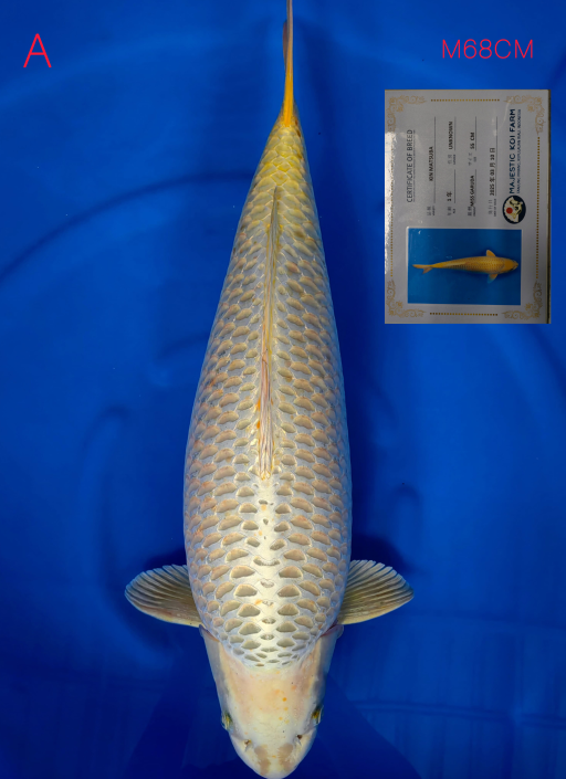 Ikan Koi YAMABUKY OGON 68cm, lelang koi YAMABUKY OGON 68cm, jual koi YAMABUKY OGON 68cm, beli koi YAMABUKY OGON 68cm, Lelang Koi Online, Jual Beli Ikan Koi, Pusat Jual Beli Koi, Info Lelang Koi Hari Ini, Platform Jual Beli Koi, Jual Beli Ikan Koi Online, Marketplace Ikan Koi, Jual Koi Terbaik, Tempat Beli Koi Berkualitas, Pasar Ikan Koi Online Terpercaya, Penjual Ikan Koi Terpercaya, Beli Koi Hias Online, Ikan Koi untuk Dijual, Koi Kualitas Terbaik, Toko Online Ikan Koi, Koi Hias Untuk Dijual, Jual Beli Ikan Koi Lokal, Koi Indonesia Online, Pusat Jual Beli Koi Terbesar