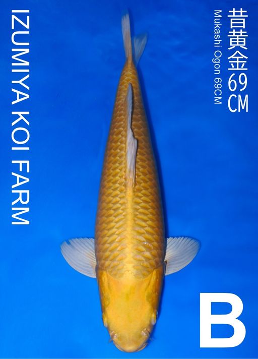 Ikan Koi MUKASHI OGON IZUMIYA 69cm, lelang koi MUKASHI OGON IZUMIYA 69cm, jual koi MUKASHI OGON IZUMIYA 69cm, beli koi MUKASHI OGON IZUMIYA 69cm, Lelang Koi Online, Jual Beli Ikan Koi, Pusat Jual Beli Koi, Info Lelang Koi Hari Ini, Platform Jual Beli Koi, Jual Beli Ikan Koi Online, Marketplace Ikan Koi, Jual Koi Terbaik, Tempat Beli Koi Berkualitas, Pasar Ikan Koi Online Terpercaya, Penjual Ikan Koi Terpercaya, Beli Koi Hias Online, Ikan Koi untuk Dijual, Koi Kualitas Terbaik, Toko Online Ikan Koi, Koi Hias Untuk Dijual, Jual Beli Ikan Koi Lokal, Koi Indonesia Online, Pusat Jual Beli Koi Terbesar