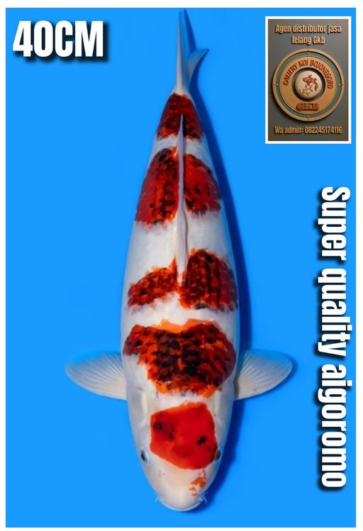 Lelang Koi Online, Jual Beli Ikan Koi, Pusat Jual Beli Koi, Info Lelang Koi Hari Ini, Platform Jual Beli Koi, Jual Beli Ikan Koi Online, Marketplace Ikan Koi, Jual Koi Terbaik, Tempat Beli Koi Berkualitas, Pasar Ikan Koi Online Terpercaya, Penjual Ikan Koi Terpercaya, Beli Koi Hias Online, Ikan Koi untuk Dijual, Koi Kualitas Terbaik, Toko Online Ikan Koi, Koi Hias Untuk Dijual, Jual Beli Ikan Koi Lokal, Koi Indonesia Online, Pusat Jual Beli Koi Terbesar