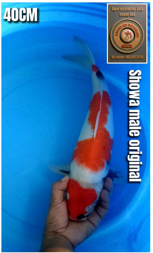 Lelang Koi Online, Jual Beli Ikan Koi, Pusat Jual Beli Koi, Info Lelang Koi Hari Ini, Platform Jual Beli Koi, Jual Beli Ikan Koi Online, Marketplace Ikan Koi, Jual Koi Terbaik, Tempat Beli Koi Berkualitas, Pasar Ikan Koi Online Terpercaya, Penjual Ikan Koi Terpercaya, Beli Koi Hias Online, Ikan Koi untuk Dijual, Koi Kualitas Terbaik, Toko Online Ikan Koi, Koi Hias Untuk Dijual, Jual Beli Ikan Koi Lokal, Koi Indonesia Online, Pusat Jual Beli Koi Terbesar