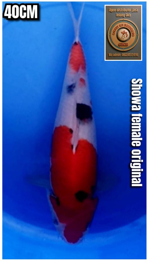 Lelang Koi Online, Jual Beli Ikan Koi, Pusat Jual Beli Koi, Info Lelang Koi Hari Ini, Platform Jual Beli Koi, Jual Beli Ikan Koi Online, Marketplace Ikan Koi, Jual Koi Terbaik, Tempat Beli Koi Berkualitas, Pasar Ikan Koi Online Terpercaya, Penjual Ikan Koi Terpercaya, Beli Koi Hias Online, Ikan Koi untuk Dijual, Koi Kualitas Terbaik, Toko Online Ikan Koi, Koi Hias Untuk Dijual, Jual Beli Ikan Koi Lokal, Koi Indonesia Online, Pusat Jual Beli Koi Terbesar