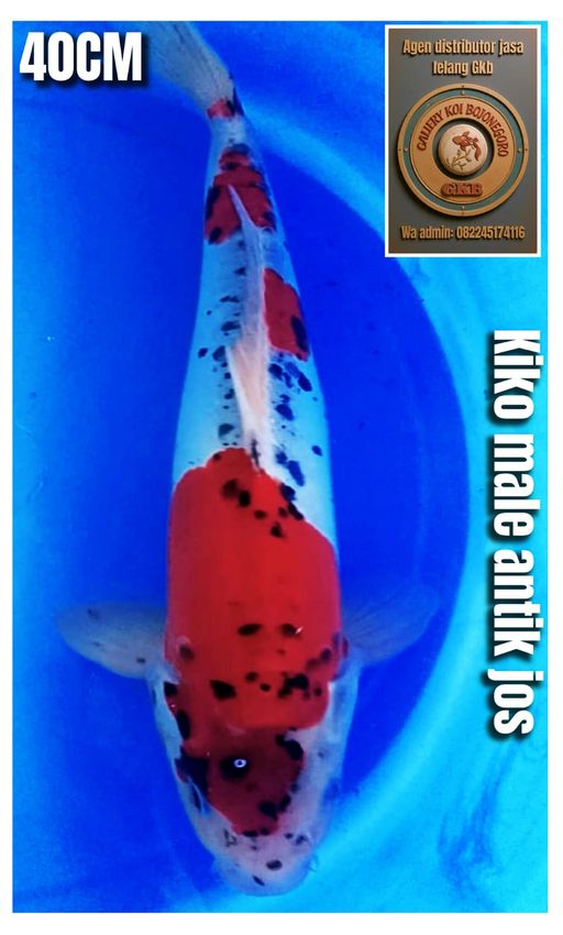 Lelang Koi Online, Jual Beli Ikan Koi, Pusat Jual Beli Koi, Info Lelang Koi Hari Ini, Platform Jual Beli Koi, Jual Beli Ikan Koi Online, Marketplace Ikan Koi, Jual Koi Terbaik, Tempat Beli Koi Berkualitas, Pasar Ikan Koi Online Terpercaya, Penjual Ikan Koi Terpercaya, Beli Koi Hias Online, Ikan Koi untuk Dijual, Koi Kualitas Terbaik, Toko Online Ikan Koi, Koi Hias Untuk Dijual, Jual Beli Ikan Koi Lokal, Koi Indonesia Online, Pusat Jual Beli Koi Terbesar