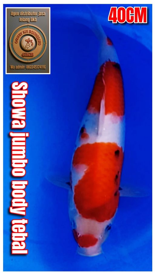 Lelang Koi Online, Jual Beli Ikan Koi, Pusat Jual Beli Koi, Info Lelang Koi Hari Ini, Platform Jual Beli Koi, Jual Beli Ikan Koi Online, Marketplace Ikan Koi, Jual Koi Terbaik, Tempat Beli Koi Berkualitas, Pasar Ikan Koi Online Terpercaya, Penjual Ikan Koi Terpercaya, Beli Koi Hias Online, Ikan Koi untuk Dijual, Koi Kualitas Terbaik, Toko Online Ikan Koi, Koi Hias Untuk Dijual, Jual Beli Ikan Koi Lokal, Koi Indonesia Online, Pusat Jual Beli Koi Terbesar