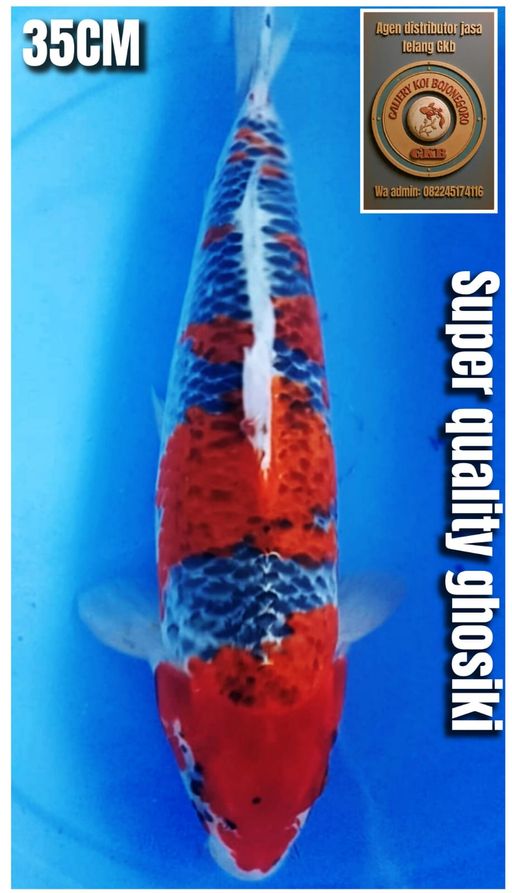 Lelang Koi Online, Jual Beli Ikan Koi, Pusat Jual Beli Koi, Info Lelang Koi Hari Ini, Platform Jual Beli Koi, Jual Beli Ikan Koi Online, Marketplace Ikan Koi, Jual Koi Terbaik, Tempat Beli Koi Berkualitas, Pasar Ikan Koi Online Terpercaya, Penjual Ikan Koi Terpercaya, Beli Koi Hias Online, Ikan Koi untuk Dijual, Koi Kualitas Terbaik, Toko Online Ikan Koi, Koi Hias Untuk Dijual, Jual Beli Ikan Koi Lokal, Koi Indonesia Online, Pusat Jual Beli Koi Terbesar