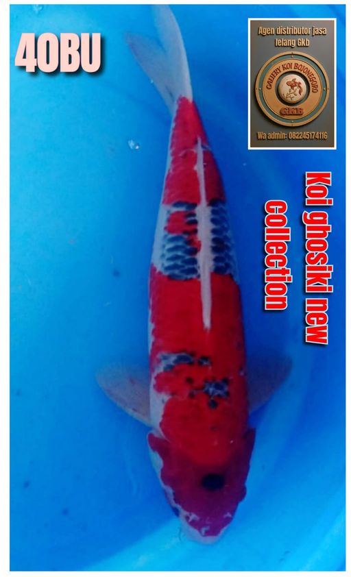 Lelang Koi Online, Jual Beli Ikan Koi, Pusat Jual Beli Koi, Info Lelang Koi Hari Ini, Platform Jual Beli Koi, Jual Beli Ikan Koi Online, Marketplace Ikan Koi, Jual Koi Terbaik, Tempat Beli Koi Berkualitas, Pasar Ikan Koi Online Terpercaya, Penjual Ikan Koi Terpercaya, Beli Koi Hias Online, Ikan Koi untuk Dijual, Koi Kualitas Terbaik, Toko Online Ikan Koi, Koi Hias Untuk Dijual, Jual Beli Ikan Koi Lokal, Koi Indonesia Online, Pusat Jual Beli Koi Terbesar