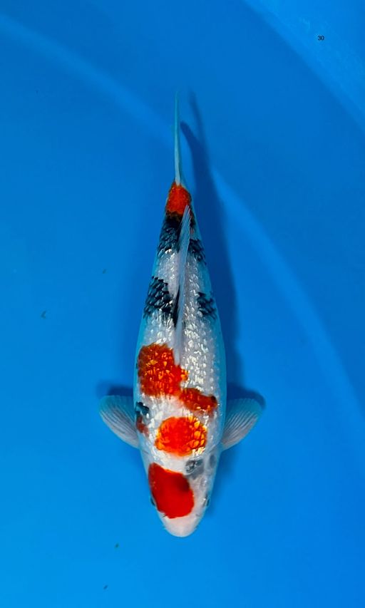 Ikan Koi MARUTEN SHOWA GINRIN MASIH TATEGOI CALON SQ TINGGAL PUSH PAKAN SAJA 30cm, lelang koi MARUTEN SHOWA GINRIN MASIH TATEGOI CALON SQ TINGGAL PUSH PAKAN SAJA 30cm, jual koi MARUTEN SHOWA GINRIN MASIH TATEGOI CALON SQ TINGGAL PUSH PAKAN SAJA 30cm, beli koi MARUTEN SHOWA GINRIN MASIH TATEGOI CALON SQ TINGGAL PUSH PAKAN SAJA 30cm, Lelang Koi Online, Jual Beli Ikan Koi, Pusat Jual Beli Koi, Info Lelang Koi Hari Ini, Platform Jual Beli Koi, Jual Beli Ikan Koi Online, Marketplace Ikan Koi, Jual Koi Terbaik, Tempat Beli Koi Berkualitas, Pasar Ikan Koi Online Terpercaya, Penjual Ikan Koi Terpercaya, Beli Koi Hias Online, Ikan Koi untuk Dijual, Koi Kualitas Terbaik, Toko Online Ikan Koi, Koi Hias Untuk Dijual, Jual Beli Ikan Koi Lokal, Koi Indonesia Online, Pusat Jual Beli Koi Terbesar