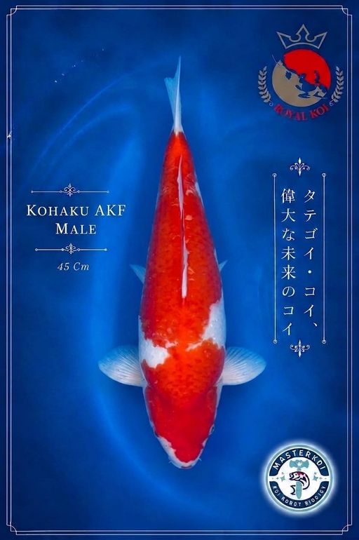 Lelang Koi Online, Jual Beli Ikan Koi, Pusat Jual Beli Koi, Info Lelang Koi Hari Ini, Platform Jual Beli Koi, Jual Beli Ikan Koi Online, Marketplace Ikan Koi, Jual Koi Terbaik, Tempat Beli Koi Berkualitas, Pasar Ikan Koi Online Terpercaya, Penjual Ikan Koi Terpercaya, Beli Koi Hias Online, Ikan Koi untuk Dijual, Koi Kualitas Terbaik, Toko Online Ikan Koi, Koi Hias Untuk Dijual, Jual Beli Ikan Koi Lokal, Koi Indonesia Online, Pusat Jual Beli Koi Terbesar