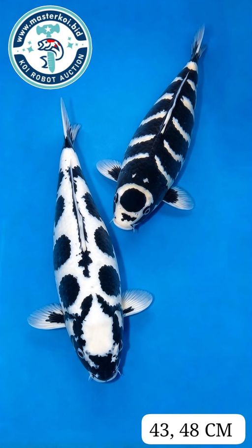 Ikan Koi KUMON RYU JI IKAN LANGKA QUALITY ANTIK 43,48cm, lelang koi KUMON RYU JI IKAN LANGKA QUALITY ANTIK 43,48cm, jual koi KUMON RYU JI IKAN LANGKA QUALITY ANTIK 43,48cm, beli koi KUMON RYU JI IKAN LANGKA QUALITY ANTIK 43,48cm, Lelang Koi Online, Jual Beli Ikan Koi, Pusat Jual Beli Koi, Info Lelang Koi Hari Ini, Platform Jual Beli Koi, Jual Beli Ikan Koi Online, Marketplace Ikan Koi, Jual Koi Terbaik, Tempat Beli Koi Berkualitas, Pasar Ikan Koi Online Terpercaya, Penjual Ikan Koi Terpercaya, Beli Koi Hias Online, Ikan Koi untuk Dijual, Koi Kualitas Terbaik, Toko Online Ikan Koi, Koi Hias Untuk Dijual, Jual Beli Ikan Koi Lokal, Koi Indonesia Online, Pusat Jual Beli Koi Terbesar