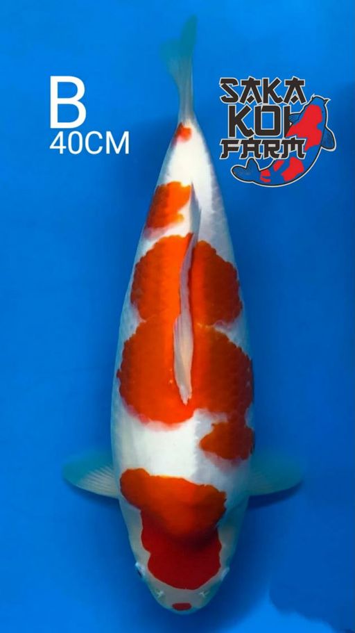 Ikan Koi QUALITY KOHAKU BY SAKA TULANGAN TEBAK BODY KEKAR PUNUK EXTRIME BENI STRONG CALON MONSTER KOLAM 40cm, lelang koi QUALITY KOHAKU BY SAKA TULANGAN TEBAK BODY KEKAR PUNUK EXTRIME BENI STRONG CALON MONSTER KOLAM 40cm, jual koi QUALITY KOHAKU BY SAKA TULANGAN TEBAK BODY KEKAR PUNUK EXTRIME BENI STRONG CALON MONSTER KOLAM 40cm, beli koi QUALITY KOHAKU BY SAKA TULANGAN TEBAK BODY KEKAR PUNUK EXTRIME BENI STRONG CALON MONSTER KOLAM 40cm, Lelang Koi Online, Jual Beli Ikan Koi, Pusat Jual Beli Koi, Info Lelang Koi Hari Ini, Platform Jual Beli Koi, Jual Beli Ikan Koi Online, Marketplace Ikan Koi, Jual Koi Terbaik, Tempat Beli Koi Berkualitas, Pasar Ikan Koi Online Terpercaya, Penjual Ikan Koi Terpercaya, Beli Koi Hias Online, Ikan Koi untuk Dijual, Koi Kualitas Terbaik, Toko Online Ikan Koi, Koi Hias Untuk Dijual, Jual Beli Ikan Koi Lokal, Koi Indonesia Online, Pusat Jual Beli Koi Terbesar