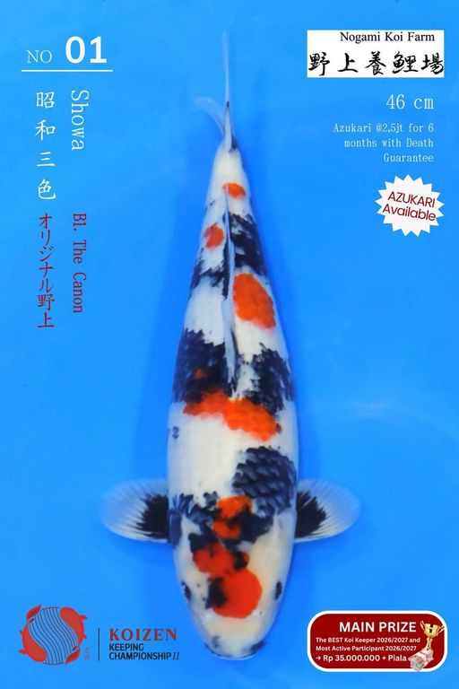 Lelang Koi Online, Jual Beli Ikan Koi, Pusat Jual Beli Koi, Info Lelang Koi Hari Ini, Platform Jual Beli Koi, Jual Beli Ikan Koi Online, Marketplace Ikan Koi, Jual Koi Terbaik, Tempat Beli Koi Berkualitas, Pasar Ikan Koi Online Terpercaya, Penjual Ikan Koi Terpercaya, Beli Koi Hias Online, Ikan Koi untuk Dijual, Koi Kualitas Terbaik, Toko Online Ikan Koi, Koi Hias Untuk Dijual, Jual Beli Ikan Koi Lokal, Koi Indonesia Online, Pusat Jual Beli Koi Terbesar
