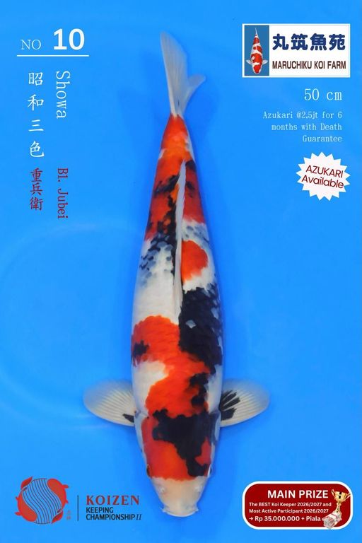 Lelang Koi Online, Jual Beli Ikan Koi, Pusat Jual Beli Koi, Info Lelang Koi Hari Ini, Platform Jual Beli Koi, Jual Beli Ikan Koi Online, Marketplace Ikan Koi, Jual Koi Terbaik, Tempat Beli Koi Berkualitas, Pasar Ikan Koi Online Terpercaya, Penjual Ikan Koi Terpercaya, Beli Koi Hias Online, Ikan Koi untuk Dijual, Koi Kualitas Terbaik, Toko Online Ikan Koi, Koi Hias Untuk Dijual, Jual Beli Ikan Koi Lokal, Koi Indonesia Online, Pusat Jual Beli Koi Terbesar