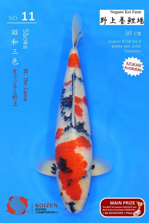 Lelang Koi Online, Jual Beli Ikan Koi, Pusat Jual Beli Koi, Info Lelang Koi Hari Ini, Platform Jual Beli Koi, Jual Beli Ikan Koi Online, Marketplace Ikan Koi, Jual Koi Terbaik, Tempat Beli Koi Berkualitas, Pasar Ikan Koi Online Terpercaya, Penjual Ikan Koi Terpercaya, Beli Koi Hias Online, Ikan Koi untuk Dijual, Koi Kualitas Terbaik, Toko Online Ikan Koi, Koi Hias Untuk Dijual, Jual Beli Ikan Koi Lokal, Koi Indonesia Online, Pusat Jual Beli Koi Terbesar