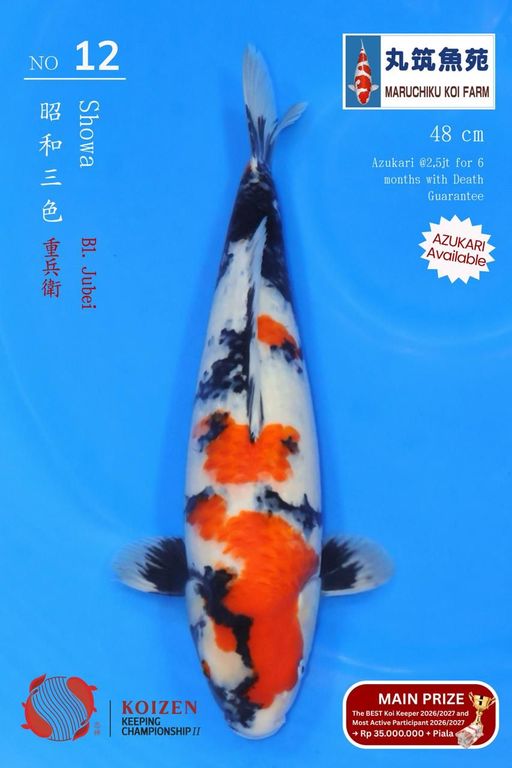 Lelang Koi Online, Jual Beli Ikan Koi, Pusat Jual Beli Koi, Info Lelang Koi Hari Ini, Platform Jual Beli Koi, Jual Beli Ikan Koi Online, Marketplace Ikan Koi, Jual Koi Terbaik, Tempat Beli Koi Berkualitas, Pasar Ikan Koi Online Terpercaya, Penjual Ikan Koi Terpercaya, Beli Koi Hias Online, Ikan Koi untuk Dijual, Koi Kualitas Terbaik, Toko Online Ikan Koi, Koi Hias Untuk Dijual, Jual Beli Ikan Koi Lokal, Koi Indonesia Online, Pusat Jual Beli Koi Terbesar