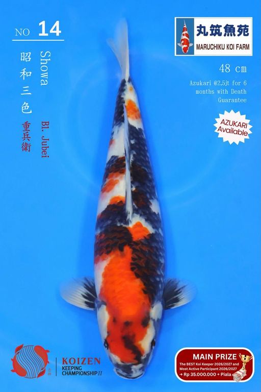 Lelang Koi Online, Jual Beli Ikan Koi, Pusat Jual Beli Koi, Info Lelang Koi Hari Ini, Platform Jual Beli Koi, Jual Beli Ikan Koi Online, Marketplace Ikan Koi, Jual Koi Terbaik, Tempat Beli Koi Berkualitas, Pasar Ikan Koi Online Terpercaya, Penjual Ikan Koi Terpercaya, Beli Koi Hias Online, Ikan Koi untuk Dijual, Koi Kualitas Terbaik, Toko Online Ikan Koi, Koi Hias Untuk Dijual, Jual Beli Ikan Koi Lokal, Koi Indonesia Online, Pusat Jual Beli Koi Terbesar