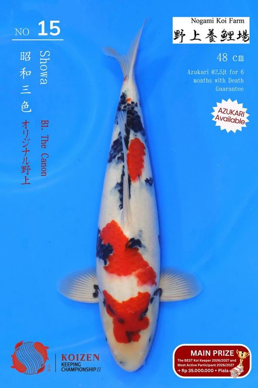Lelang Koi Online, Jual Beli Ikan Koi, Pusat Jual Beli Koi, Info Lelang Koi Hari Ini, Platform Jual Beli Koi, Jual Beli Ikan Koi Online, Marketplace Ikan Koi, Jual Koi Terbaik, Tempat Beli Koi Berkualitas, Pasar Ikan Koi Online Terpercaya, Penjual Ikan Koi Terpercaya, Beli Koi Hias Online, Ikan Koi untuk Dijual, Koi Kualitas Terbaik, Toko Online Ikan Koi, Koi Hias Untuk Dijual, Jual Beli Ikan Koi Lokal, Koi Indonesia Online, Pusat Jual Beli Koi Terbesar