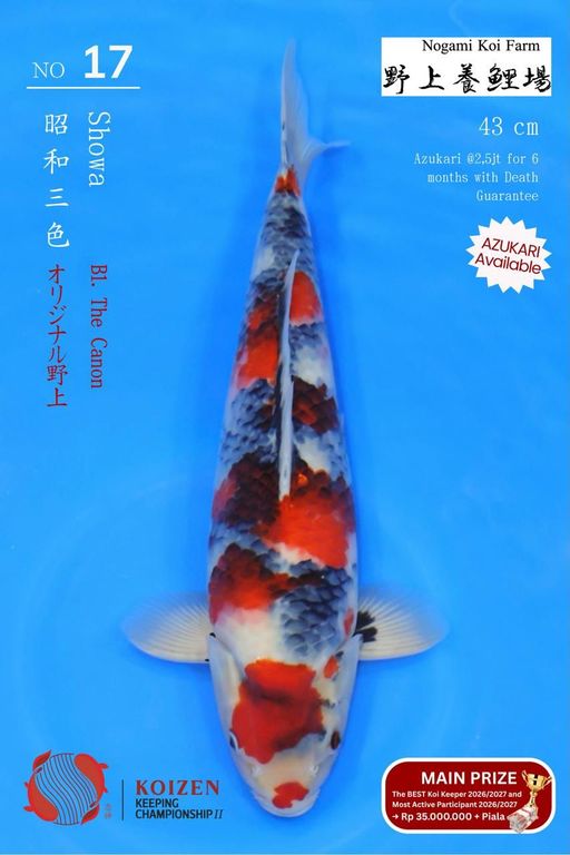 Lelang Koi Online, Jual Beli Ikan Koi, Pusat Jual Beli Koi, Info Lelang Koi Hari Ini, Platform Jual Beli Koi, Jual Beli Ikan Koi Online, Marketplace Ikan Koi, Jual Koi Terbaik, Tempat Beli Koi Berkualitas, Pasar Ikan Koi Online Terpercaya, Penjual Ikan Koi Terpercaya, Beli Koi Hias Online, Ikan Koi untuk Dijual, Koi Kualitas Terbaik, Toko Online Ikan Koi, Koi Hias Untuk Dijual, Jual Beli Ikan Koi Lokal, Koi Indonesia Online, Pusat Jual Beli Koi Terbesar