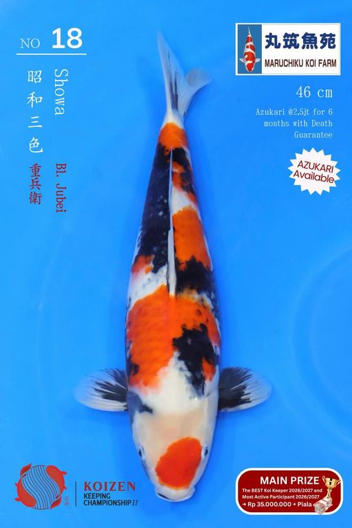 Lelang Koi Online, Jual Beli Ikan Koi, Pusat Jual Beli Koi, Info Lelang Koi Hari Ini, Platform Jual Beli Koi, Jual Beli Ikan Koi Online, Marketplace Ikan Koi, Jual Koi Terbaik, Tempat Beli Koi Berkualitas, Pasar Ikan Koi Online Terpercaya, Penjual Ikan Koi Terpercaya, Beli Koi Hias Online, Ikan Koi untuk Dijual, Koi Kualitas Terbaik, Toko Online Ikan Koi, Koi Hias Untuk Dijual, Jual Beli Ikan Koi Lokal, Koi Indonesia Online, Pusat Jual Beli Koi Terbesar