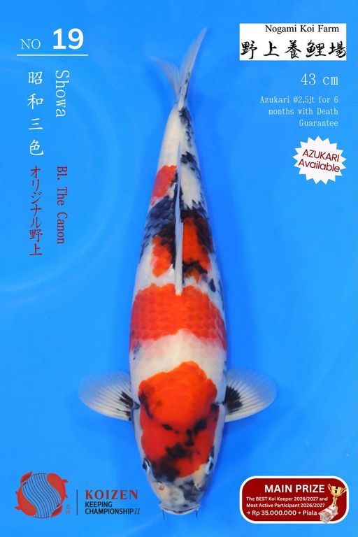 Lelang Koi Online, Jual Beli Ikan Koi, Pusat Jual Beli Koi, Info Lelang Koi Hari Ini, Platform Jual Beli Koi, Jual Beli Ikan Koi Online, Marketplace Ikan Koi, Jual Koi Terbaik, Tempat Beli Koi Berkualitas, Pasar Ikan Koi Online Terpercaya, Penjual Ikan Koi Terpercaya, Beli Koi Hias Online, Ikan Koi untuk Dijual, Koi Kualitas Terbaik, Toko Online Ikan Koi, Koi Hias Untuk Dijual, Jual Beli Ikan Koi Lokal, Koi Indonesia Online, Pusat Jual Beli Koi Terbesar