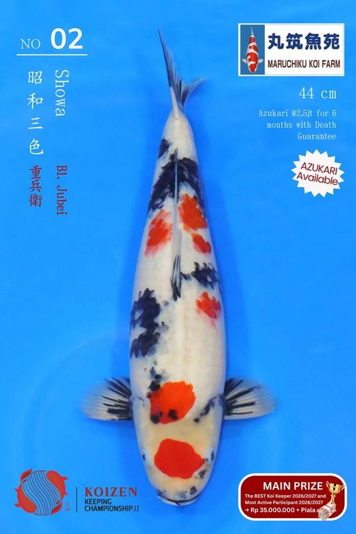 Lelang Koi Online, Jual Beli Ikan Koi, Pusat Jual Beli Koi, Info Lelang Koi Hari Ini, Platform Jual Beli Koi, Jual Beli Ikan Koi Online, Marketplace Ikan Koi, Jual Koi Terbaik, Tempat Beli Koi Berkualitas, Pasar Ikan Koi Online Terpercaya, Penjual Ikan Koi Terpercaya, Beli Koi Hias Online, Ikan Koi untuk Dijual, Koi Kualitas Terbaik, Toko Online Ikan Koi, Koi Hias Untuk Dijual, Jual Beli Ikan Koi Lokal, Koi Indonesia Online, Pusat Jual Beli Koi Terbesar