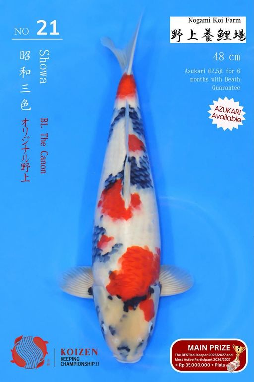 Lelang Koi Online, Jual Beli Ikan Koi, Pusat Jual Beli Koi, Info Lelang Koi Hari Ini, Platform Jual Beli Koi, Jual Beli Ikan Koi Online, Marketplace Ikan Koi, Jual Koi Terbaik, Tempat Beli Koi Berkualitas, Pasar Ikan Koi Online Terpercaya, Penjual Ikan Koi Terpercaya, Beli Koi Hias Online, Ikan Koi untuk Dijual, Koi Kualitas Terbaik, Toko Online Ikan Koi, Koi Hias Untuk Dijual, Jual Beli Ikan Koi Lokal, Koi Indonesia Online, Pusat Jual Beli Koi Terbesar