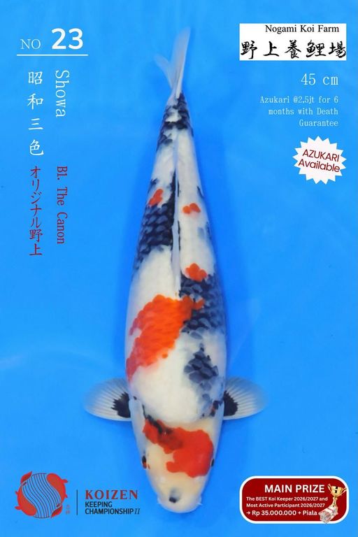Lelang Koi Online, Jual Beli Ikan Koi, Pusat Jual Beli Koi, Info Lelang Koi Hari Ini, Platform Jual Beli Koi, Jual Beli Ikan Koi Online, Marketplace Ikan Koi, Jual Koi Terbaik, Tempat Beli Koi Berkualitas, Pasar Ikan Koi Online Terpercaya, Penjual Ikan Koi Terpercaya, Beli Koi Hias Online, Ikan Koi untuk Dijual, Koi Kualitas Terbaik, Toko Online Ikan Koi, Koi Hias Untuk Dijual, Jual Beli Ikan Koi Lokal, Koi Indonesia Online, Pusat Jual Beli Koi Terbesar