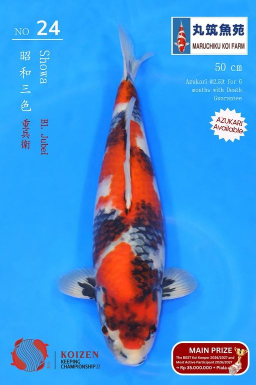 Lelang Koi Online, Jual Beli Ikan Koi, Pusat Jual Beli Koi, Info Lelang Koi Hari Ini, Platform Jual Beli Koi, Jual Beli Ikan Koi Online, Marketplace Ikan Koi, Jual Koi Terbaik, Tempat Beli Koi Berkualitas, Pasar Ikan Koi Online Terpercaya, Penjual Ikan Koi Terpercaya, Beli Koi Hias Online, Ikan Koi untuk Dijual, Koi Kualitas Terbaik, Toko Online Ikan Koi, Koi Hias Untuk Dijual, Jual Beli Ikan Koi Lokal, Koi Indonesia Online, Pusat Jual Beli Koi Terbesar