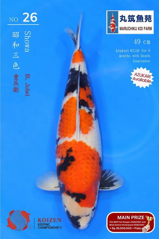 Lelang Koi Online, Jual Beli Ikan Koi, Pusat Jual Beli Koi, Info Lelang Koi Hari Ini, Platform Jual Beli Koi, Jual Beli Ikan Koi Online, Marketplace Ikan Koi, Jual Koi Terbaik, Tempat Beli Koi Berkualitas, Pasar Ikan Koi Online Terpercaya, Penjual Ikan Koi Terpercaya, Beli Koi Hias Online, Ikan Koi untuk Dijual, Koi Kualitas Terbaik, Toko Online Ikan Koi, Koi Hias Untuk Dijual, Jual Beli Ikan Koi Lokal, Koi Indonesia Online, Pusat Jual Beli Koi Terbesar