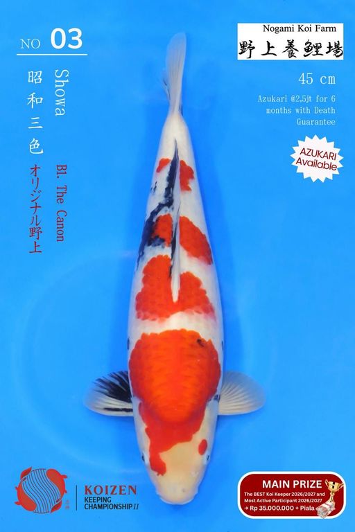 Lelang Koi Online, Jual Beli Ikan Koi, Pusat Jual Beli Koi, Info Lelang Koi Hari Ini, Platform Jual Beli Koi, Jual Beli Ikan Koi Online, Marketplace Ikan Koi, Jual Koi Terbaik, Tempat Beli Koi Berkualitas, Pasar Ikan Koi Online Terpercaya, Penjual Ikan Koi Terpercaya, Beli Koi Hias Online, Ikan Koi untuk Dijual, Koi Kualitas Terbaik, Toko Online Ikan Koi, Koi Hias Untuk Dijual, Jual Beli Ikan Koi Lokal, Koi Indonesia Online, Pusat Jual Beli Koi Terbesar