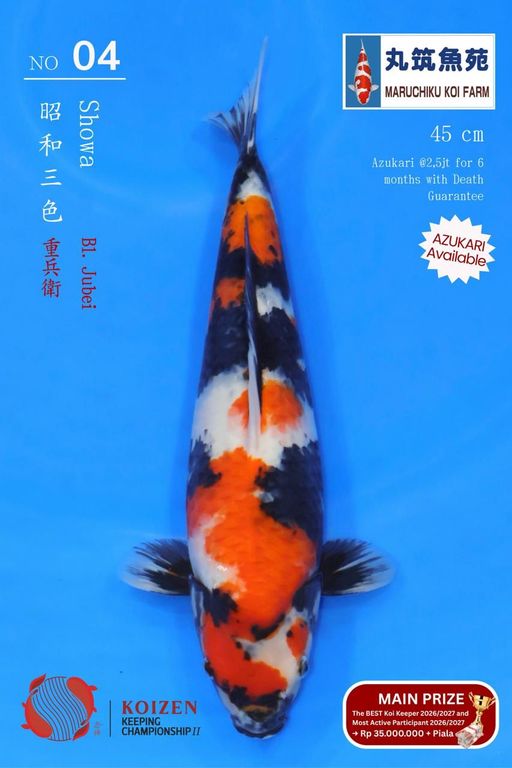 Lelang Koi Online, Jual Beli Ikan Koi, Pusat Jual Beli Koi, Info Lelang Koi Hari Ini, Platform Jual Beli Koi, Jual Beli Ikan Koi Online, Marketplace Ikan Koi, Jual Koi Terbaik, Tempat Beli Koi Berkualitas, Pasar Ikan Koi Online Terpercaya, Penjual Ikan Koi Terpercaya, Beli Koi Hias Online, Ikan Koi untuk Dijual, Koi Kualitas Terbaik, Toko Online Ikan Koi, Koi Hias Untuk Dijual, Jual Beli Ikan Koi Lokal, Koi Indonesia Online, Pusat Jual Beli Koi Terbesar