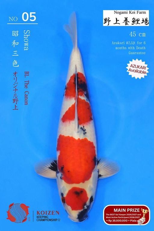 Lelang Koi Online, Jual Beli Ikan Koi, Pusat Jual Beli Koi, Info Lelang Koi Hari Ini, Platform Jual Beli Koi, Jual Beli Ikan Koi Online, Marketplace Ikan Koi, Jual Koi Terbaik, Tempat Beli Koi Berkualitas, Pasar Ikan Koi Online Terpercaya, Penjual Ikan Koi Terpercaya, Beli Koi Hias Online, Ikan Koi untuk Dijual, Koi Kualitas Terbaik, Toko Online Ikan Koi, Koi Hias Untuk Dijual, Jual Beli Ikan Koi Lokal, Koi Indonesia Online, Pusat Jual Beli Koi Terbesar