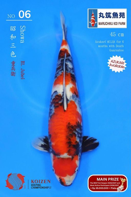 Lelang Koi Online, Jual Beli Ikan Koi, Pusat Jual Beli Koi, Info Lelang Koi Hari Ini, Platform Jual Beli Koi, Jual Beli Ikan Koi Online, Marketplace Ikan Koi, Jual Koi Terbaik, Tempat Beli Koi Berkualitas, Pasar Ikan Koi Online Terpercaya, Penjual Ikan Koi Terpercaya, Beli Koi Hias Online, Ikan Koi untuk Dijual, Koi Kualitas Terbaik, Toko Online Ikan Koi, Koi Hias Untuk Dijual, Jual Beli Ikan Koi Lokal, Koi Indonesia Online, Pusat Jual Beli Koi Terbesar