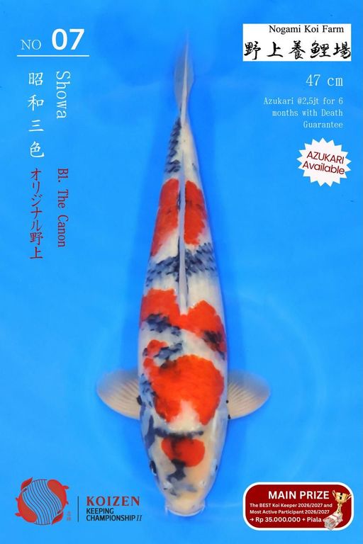 Lelang Koi Online, Jual Beli Ikan Koi, Pusat Jual Beli Koi, Info Lelang Koi Hari Ini, Platform Jual Beli Koi, Jual Beli Ikan Koi Online, Marketplace Ikan Koi, Jual Koi Terbaik, Tempat Beli Koi Berkualitas, Pasar Ikan Koi Online Terpercaya, Penjual Ikan Koi Terpercaya, Beli Koi Hias Online, Ikan Koi untuk Dijual, Koi Kualitas Terbaik, Toko Online Ikan Koi, Koi Hias Untuk Dijual, Jual Beli Ikan Koi Lokal, Koi Indonesia Online, Pusat Jual Beli Koi Terbesar