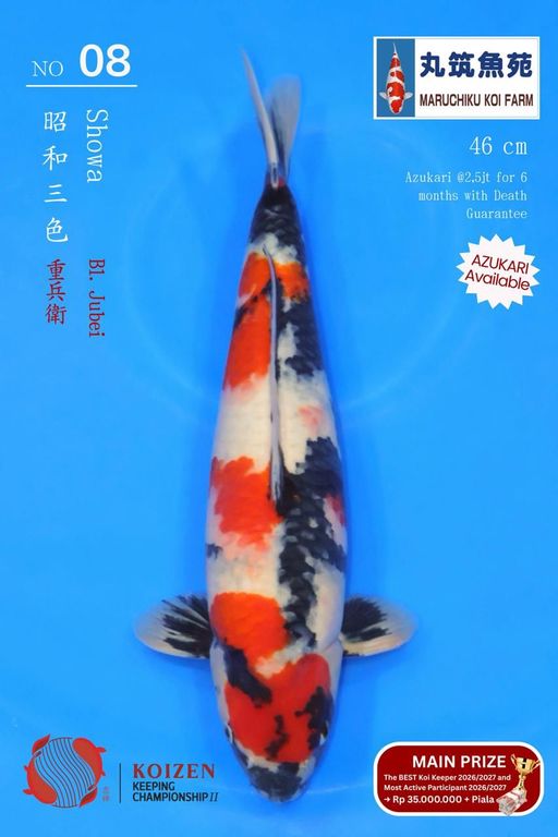 Lelang Koi Online, Jual Beli Ikan Koi, Pusat Jual Beli Koi, Info Lelang Koi Hari Ini, Platform Jual Beli Koi, Jual Beli Ikan Koi Online, Marketplace Ikan Koi, Jual Koi Terbaik, Tempat Beli Koi Berkualitas, Pasar Ikan Koi Online Terpercaya, Penjual Ikan Koi Terpercaya, Beli Koi Hias Online, Ikan Koi untuk Dijual, Koi Kualitas Terbaik, Toko Online Ikan Koi, Koi Hias Untuk Dijual, Jual Beli Ikan Koi Lokal, Koi Indonesia Online, Pusat Jual Beli Koi Terbesar