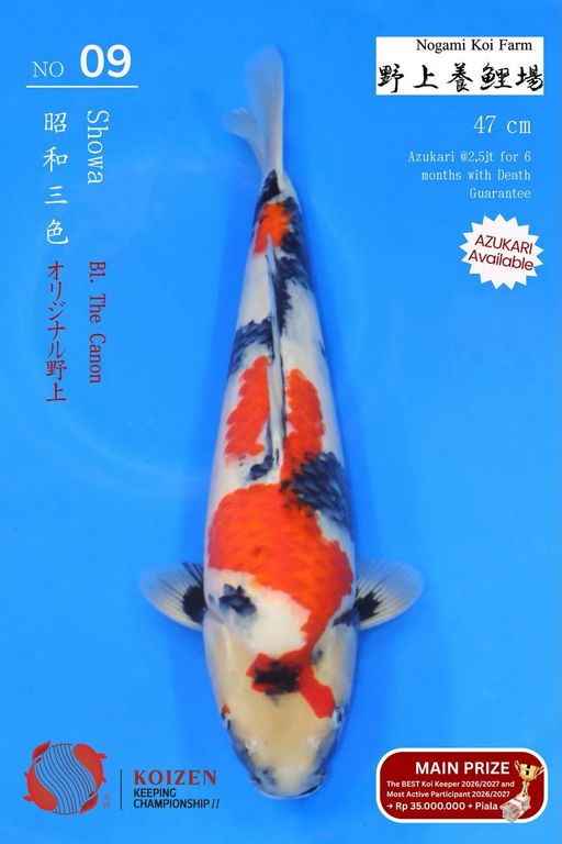 Lelang Koi Online, Jual Beli Ikan Koi, Pusat Jual Beli Koi, Info Lelang Koi Hari Ini, Platform Jual Beli Koi, Jual Beli Ikan Koi Online, Marketplace Ikan Koi, Jual Koi Terbaik, Tempat Beli Koi Berkualitas, Pasar Ikan Koi Online Terpercaya, Penjual Ikan Koi Terpercaya, Beli Koi Hias Online, Ikan Koi untuk Dijual, Koi Kualitas Terbaik, Toko Online Ikan Koi, Koi Hias Untuk Dijual, Jual Beli Ikan Koi Lokal, Koi Indonesia Online, Pusat Jual Beli Koi Terbesar