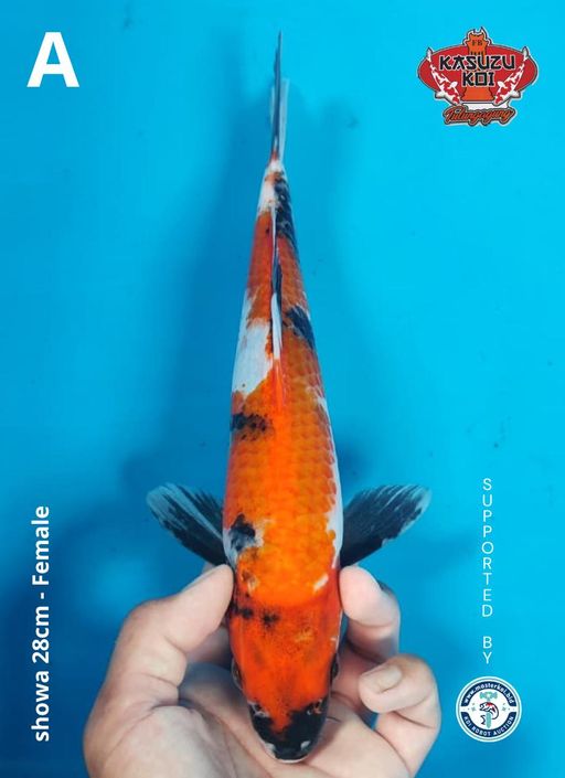 Lelang Koi Online, Jual Beli Ikan Koi, Pusat Jual Beli Koi, Info Lelang Koi Hari Ini, Platform Jual Beli Koi, Jual Beli Ikan Koi Online, Marketplace Ikan Koi, Jual Koi Terbaik, Tempat Beli Koi Berkualitas, Pasar Ikan Koi Online Terpercaya, Penjual Ikan Koi Terpercaya, Beli Koi Hias Online, Ikan Koi untuk Dijual, Koi Kualitas Terbaik, Toko Online Ikan Koi, Koi Hias Untuk Dijual, Jual Beli Ikan Koi Lokal, Koi Indonesia Online, Pusat Jual Beli Koi Terbesar