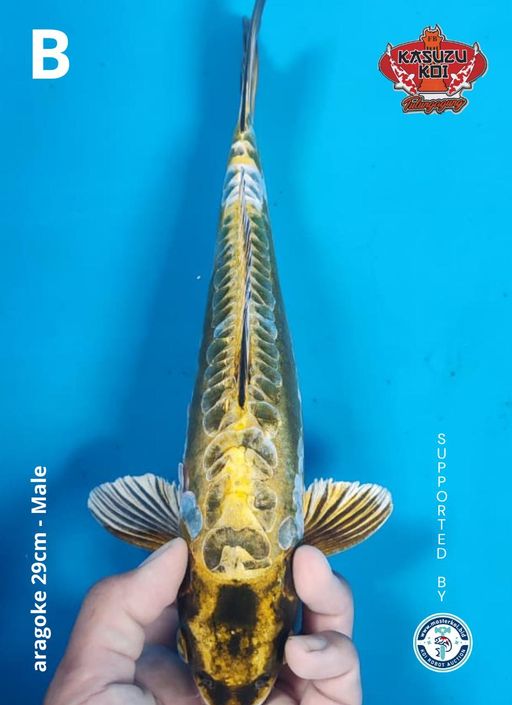 Lelang Koi Online, Jual Beli Ikan Koi, Pusat Jual Beli Koi, Info Lelang Koi Hari Ini, Platform Jual Beli Koi, Jual Beli Ikan Koi Online, Marketplace Ikan Koi, Jual Koi Terbaik, Tempat Beli Koi Berkualitas, Pasar Ikan Koi Online Terpercaya, Penjual Ikan Koi Terpercaya, Beli Koi Hias Online, Ikan Koi untuk Dijual, Koi Kualitas Terbaik, Toko Online Ikan Koi, Koi Hias Untuk Dijual, Jual Beli Ikan Koi Lokal, Koi Indonesia Online, Pusat Jual Beli Koi Terbesar