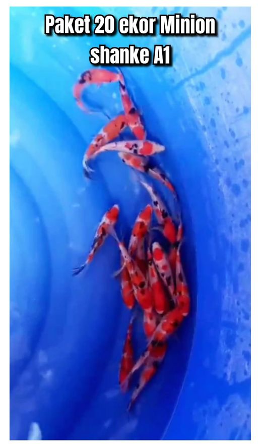 Lelang Koi Online, Jual Beli Ikan Koi, Pusat Jual Beli Koi, Info Lelang Koi Hari Ini, Platform Jual Beli Koi, Jual Beli Ikan Koi Online, Marketplace Ikan Koi, Jual Koi Terbaik, Tempat Beli Koi Berkualitas, Pasar Ikan Koi Online Terpercaya, Penjual Ikan Koi Terpercaya, Beli Koi Hias Online, Ikan Koi untuk Dijual, Koi Kualitas Terbaik, Toko Online Ikan Koi, Koi Hias Untuk Dijual, Jual Beli Ikan Koi Lokal, Koi Indonesia Online, Pusat Jual Beli Koi Terbesar