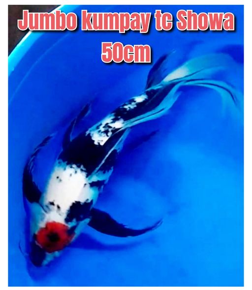 Lelang Koi Online, Jual Beli Ikan Koi, Pusat Jual Beli Koi, Info Lelang Koi Hari Ini, Platform Jual Beli Koi, Jual Beli Ikan Koi Online, Marketplace Ikan Koi, Jual Koi Terbaik, Tempat Beli Koi Berkualitas, Pasar Ikan Koi Online Terpercaya, Penjual Ikan Koi Terpercaya, Beli Koi Hias Online, Ikan Koi untuk Dijual, Koi Kualitas Terbaik, Toko Online Ikan Koi, Koi Hias Untuk Dijual, Jual Beli Ikan Koi Lokal, Koi Indonesia Online, Pusat Jual Beli Koi Terbesar