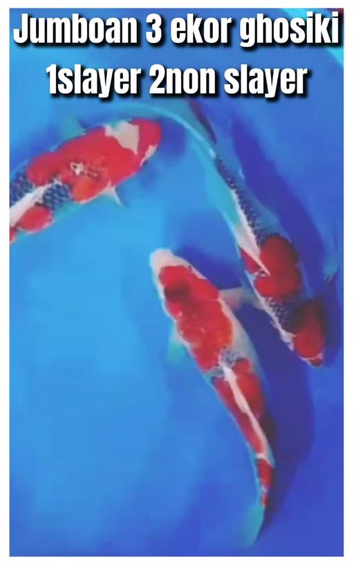 Lelang Koi Online, Jual Beli Ikan Koi, Pusat Jual Beli Koi, Info Lelang Koi Hari Ini, Platform Jual Beli Koi, Jual Beli Ikan Koi Online, Marketplace Ikan Koi, Jual Koi Terbaik, Tempat Beli Koi Berkualitas, Pasar Ikan Koi Online Terpercaya, Penjual Ikan Koi Terpercaya, Beli Koi Hias Online, Ikan Koi untuk Dijual, Koi Kualitas Terbaik, Toko Online Ikan Koi, Koi Hias Untuk Dijual, Jual Beli Ikan Koi Lokal, Koi Indonesia Online, Pusat Jual Beli Koi Terbesar