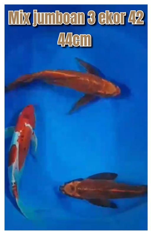 Lelang Koi Online, Jual Beli Ikan Koi, Pusat Jual Beli Koi, Info Lelang Koi Hari Ini, Platform Jual Beli Koi, Jual Beli Ikan Koi Online, Marketplace Ikan Koi, Jual Koi Terbaik, Tempat Beli Koi Berkualitas, Pasar Ikan Koi Online Terpercaya, Penjual Ikan Koi Terpercaya, Beli Koi Hias Online, Ikan Koi untuk Dijual, Koi Kualitas Terbaik, Toko Online Ikan Koi, Koi Hias Untuk Dijual, Jual Beli Ikan Koi Lokal, Koi Indonesia Online, Pusat Jual Beli Koi Terbesar