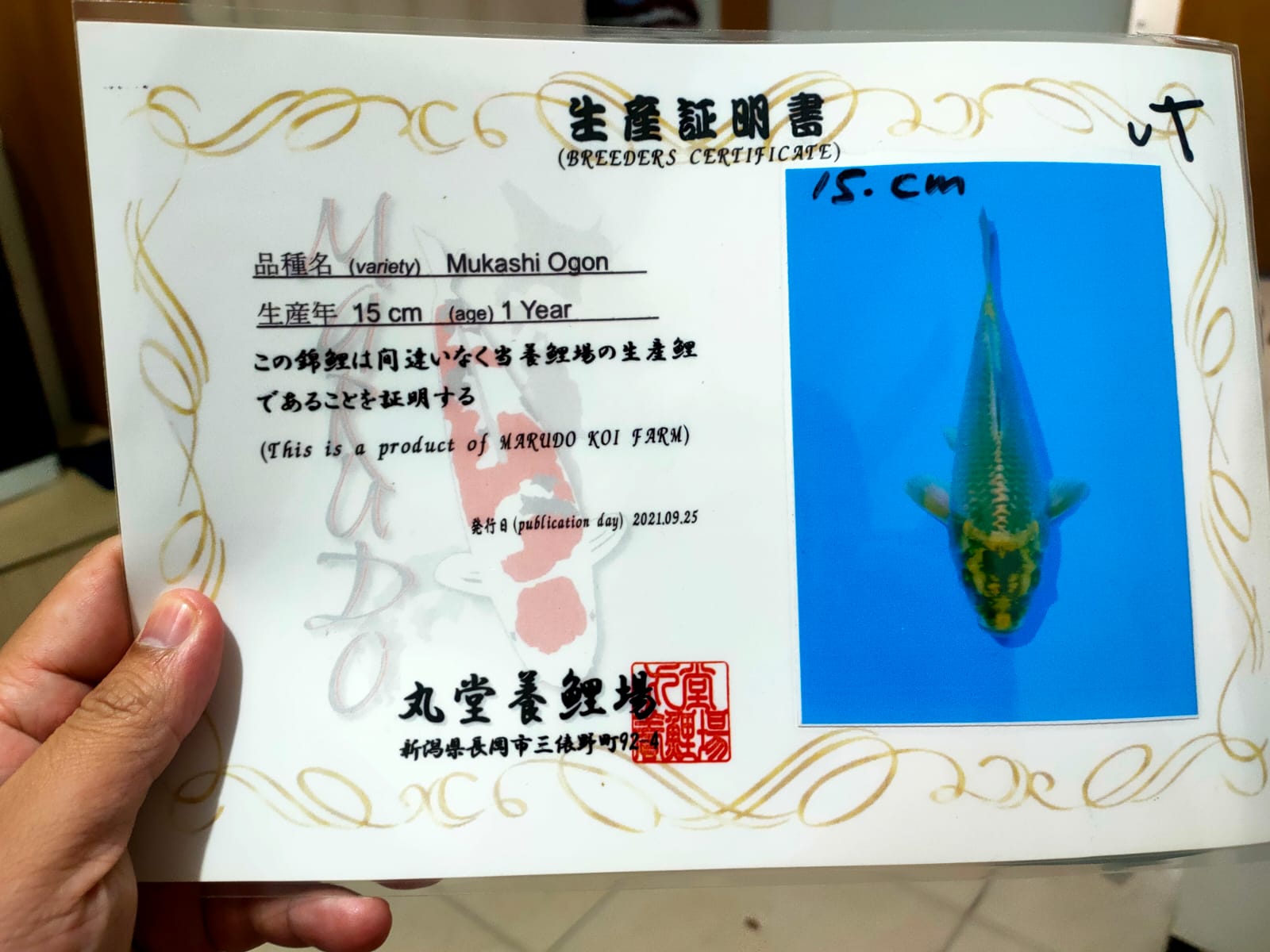 Sertifikat Ikan