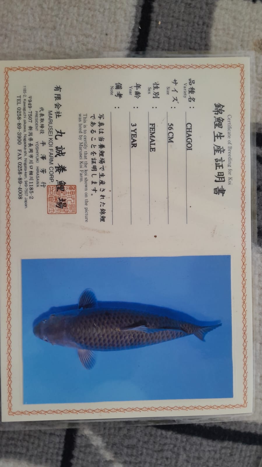 Sertifikat Ikan