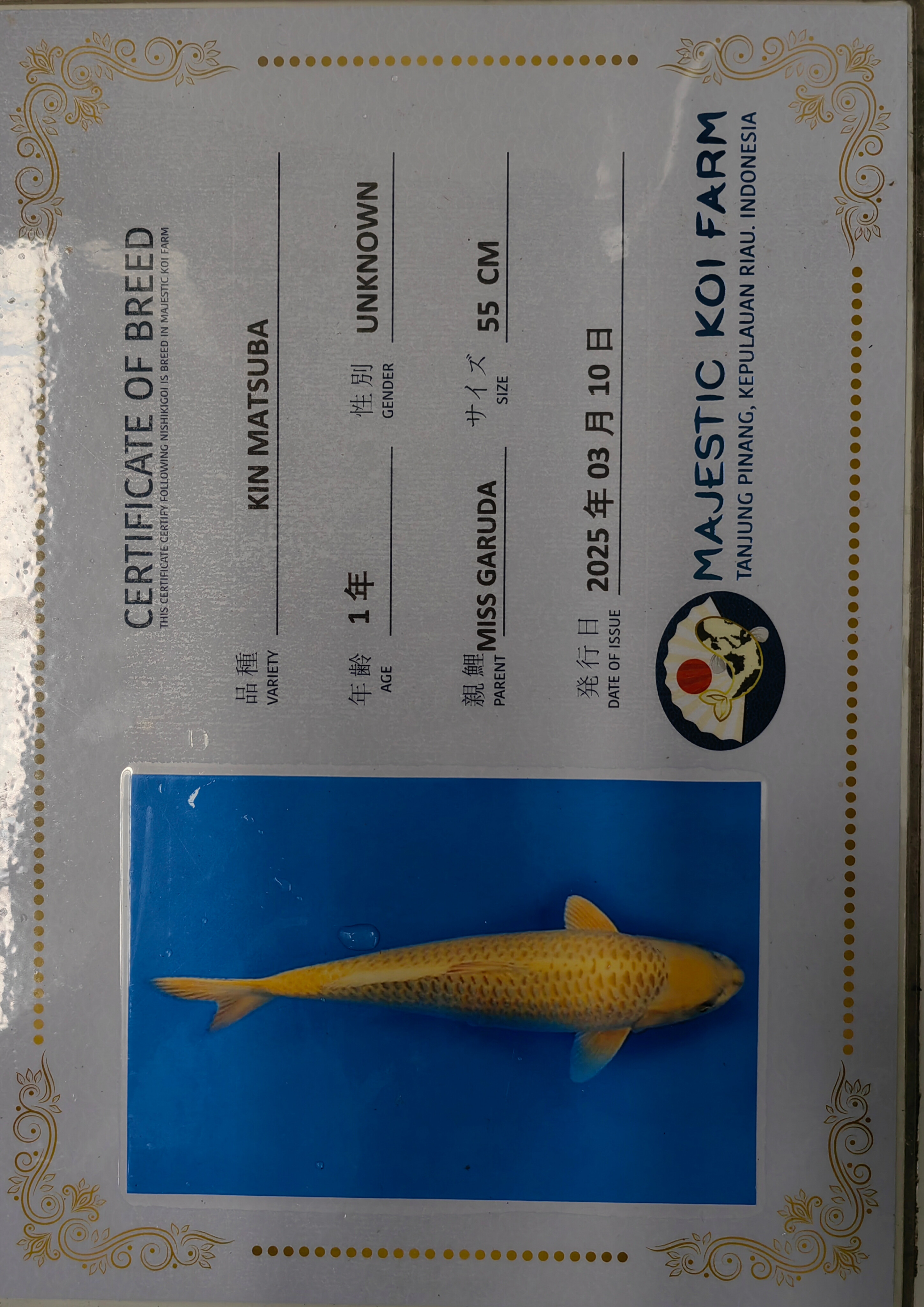 Sertifikat Ikan