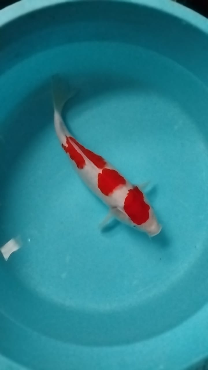 Lelang Koi Online, Jual Beli Ikan Koi, Pusat Jual Beli Koi, Info Lelang Koi Hari Ini, Platform Jual Beli Koi, Jual Beli Ikan Koi Online, Marketplace Ikan Koi, Jual Koi Terbaik, Tempat Beli Koi Berkualitas, Pasar Ikan Koi Online Terpercaya, Penjual Ikan Koi Terpercaya, Beli Koi Hias Online, Ikan Koi untuk Dijual, Koi Kualitas Terbaik, Toko Online Ikan Koi, Koi Hias Untuk Dijual, Jual Beli Ikan Koi Lokal, Koi Indonesia Online, Pusat Jual Beli Koi Terbesar